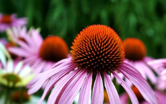 Echinacea může mít pozitivní vliv na imunitní systém, zdroj: pixabay.com